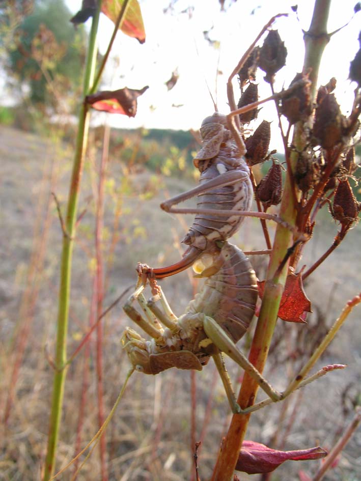 Accoppiamento di Uromenus (Bolivarius) brevicollis insularis